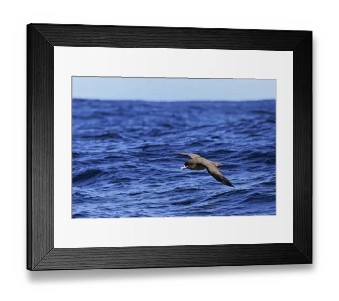 Framed Print : White-chinned Petrel (Procellaria aequinoctialis) adult, in flight low over sea, Cape of Good Hope, Western Cape Framed Print : White-chinned Petrel (Procellaria aequinoctialis) adult, in flight low over sea, Cape of Good Hope, Western Cape