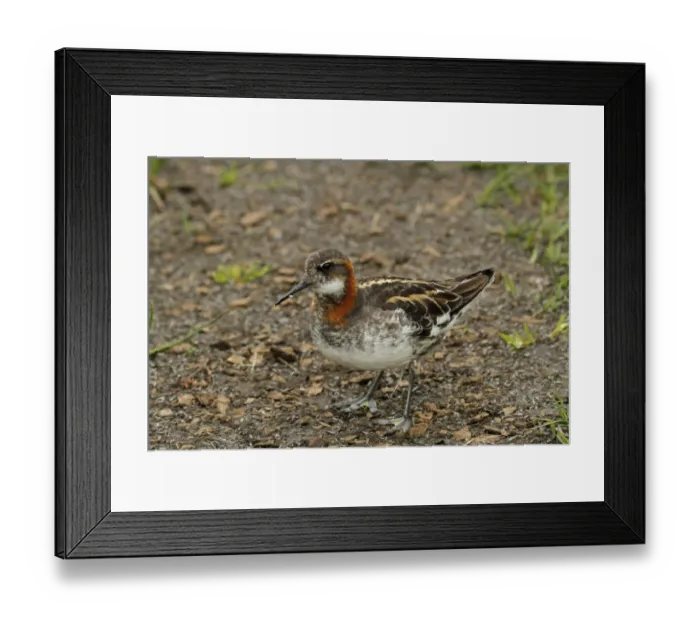 Framed Print : Red-necked Phalarope (Phalaropus lobatus) adult male, breeding plumage, showing partially webbed feet Framed Print : Red-necked Phalarope (Phalaropus lobatus) adult male, breeding plumage, showing partially webbed feet