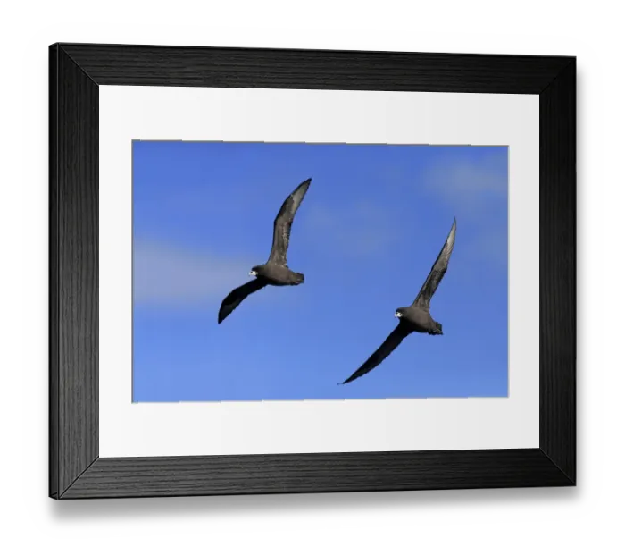 Framed Print : White-chinned Petrel (Procellaria aequinoctialis) adult pair, in flight, Cape of Good Hope, Western Cape, South Africa Framed Print : White-chinned Petrel (Procellaria aequinoctialis) adult pair, in flight, Cape of Good Hope, Western Cape, South Africa