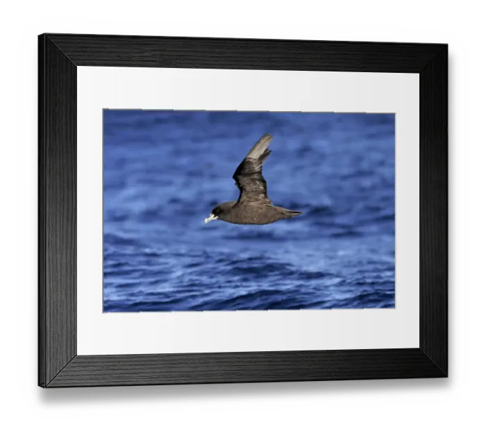 Framed Print : White-chinned Petrel (Procellaria aequinoctialis) adult, in flight low over sea, Cape of Good Hope, Western Cape Framed Print : White-chinned Petrel (Procellaria aequinoctialis) adult, in flight low over sea, Cape of Good Hope, Western Cape