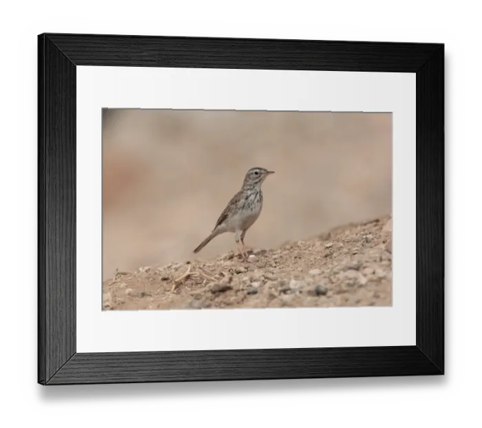 Framed Print : Berthelots Pipit (Anthus berthelottii) adult, standing on ground, Salinas del Mar, Fuerteventura, Canary Islands, March Framed Print : Berthelots Pipit (Anthus berthelottii) adult, standing on ground, Salinas del Mar, Fuerteventura, Canary Islands, March