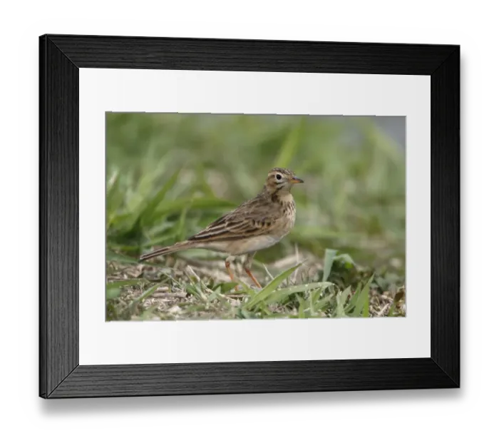 Framed Print : Richards Pipit (Anthus richardi) adult, standing on fishpond bank, Tai Sang Wai, New Territories, Hong Kong, China Framed Print : Richards Pipit (Anthus richardi) adult, standing on fishpond bank, Tai Sang Wai, New Territories, Hong Kong, China