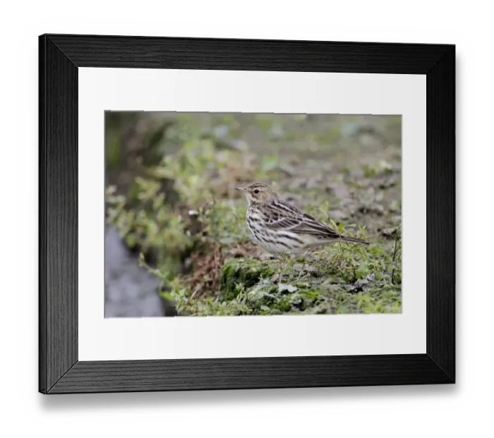 Framed Print : Red-throated Pipit (Anthus cervinus) adult, non-breeding plumage, standing in vegetable field, Long Valley Framed Print : Red-throated Pipit (Anthus cervinus) adult, non-breeding plumage, standing in vegetable field, Long Valley