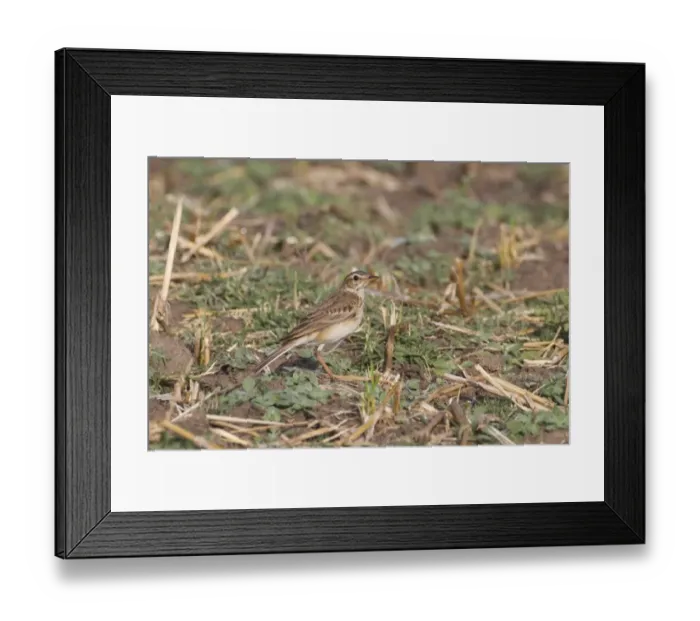 Framed Print : Paddyfield Pipit (Anthus rufulus) adult, standing on ground, Tadoba N. P. Maharashtra, India, February
