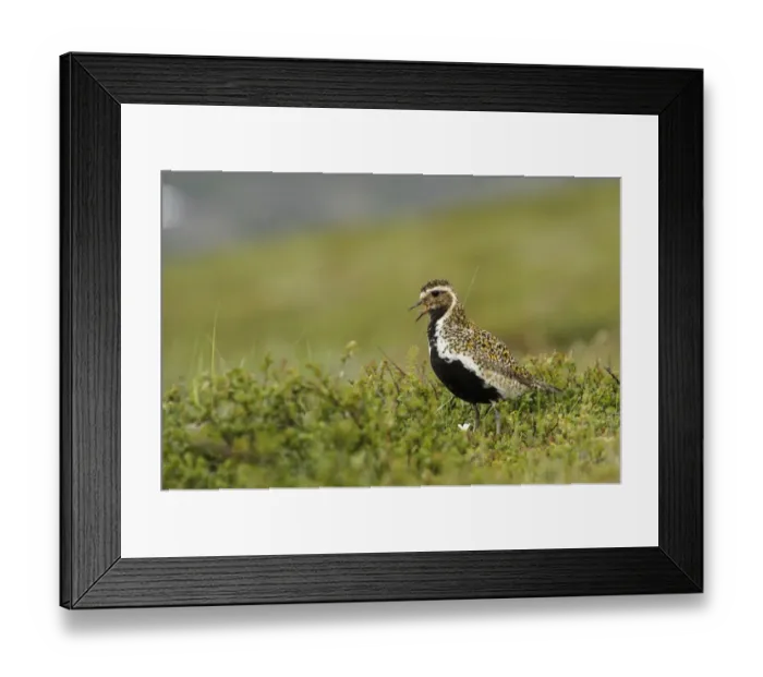 Framed Print : Eurasian Golden Plover (Pluvialis apricaria) adult, breeding plumage, calling, standing in territory, Northern Iceland Framed Print : Eurasian Golden Plover (Pluvialis apricaria) adult, breeding plumage, calling, standing in territory, Northern Iceland