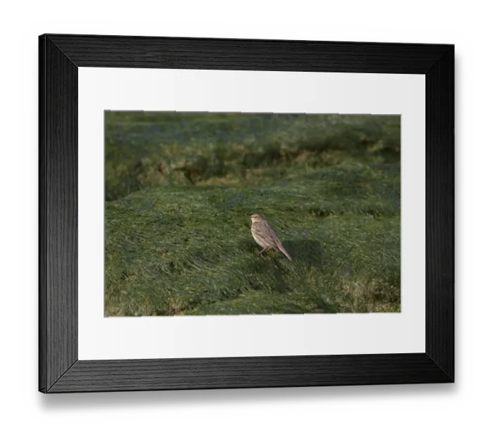 Framed Print : Rock Pipit (Anthus petrosus) adult, foraging amongst seaweed on beach, Belfast Lough, County Antrim, Northern Ireland Framed Print : Rock Pipit (Anthus petrosus) adult, foraging amongst seaweed on beach, Belfast Lough, County Antrim, Northern Ireland