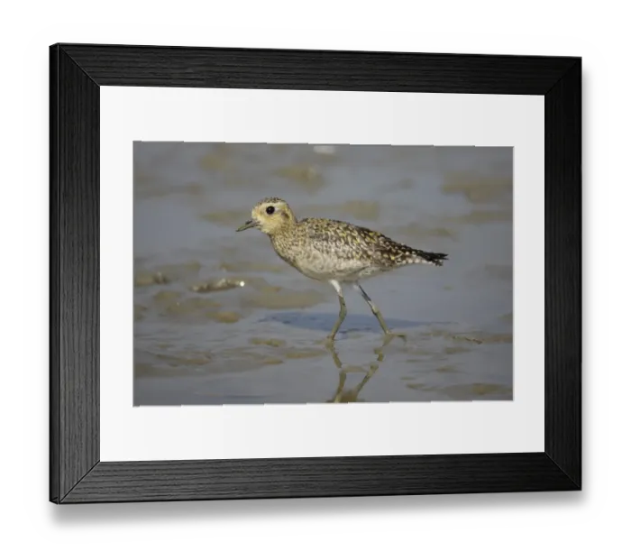 Framed Print : Pacific Golden Plover (Pluvialis fulva) juvenile, walking on tidal mudflat, Mai Po, New Territories, Hong Kong, China Framed Print : Pacific Golden Plover (Pluvialis fulva) juvenile, walking on tidal mudflat, Mai Po, New Territories, Hong Kong, China