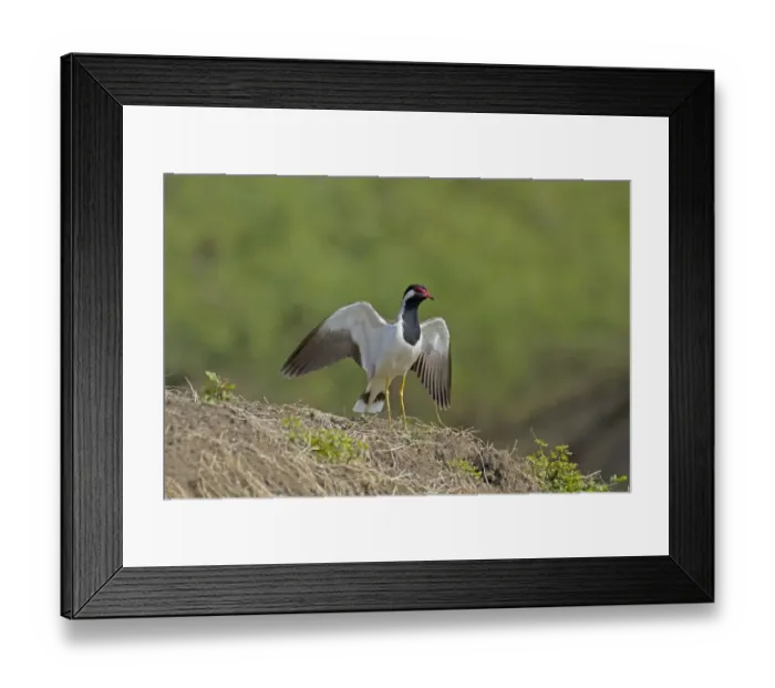 Framed Print : Red-wattled Lapwing (Vanellus indicus) adult, displaying with wings raised, Keoladeo Ghana N. P