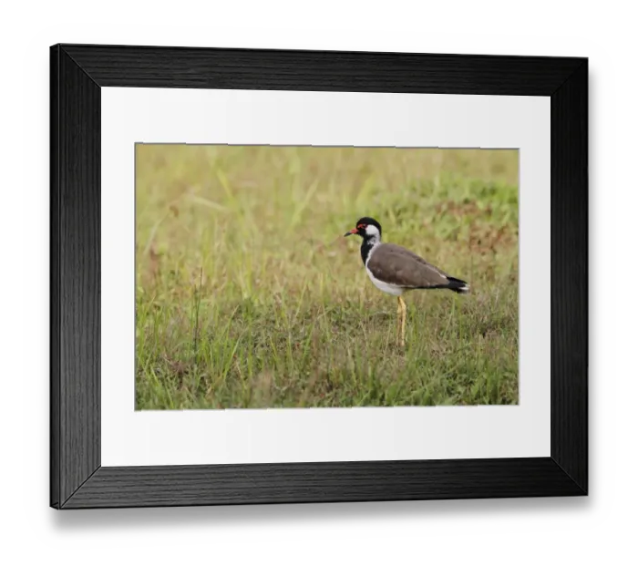 Framed Print : Red-wattled Lapwing (Vanellus indicus) adult, standing on grass, Bundala N. P. Sri Lanka, January Framed Print : Red-wattled Lapwing (Vanellus indicus) adult, standing on grass, Bundala N. P. Sri Lanka, January