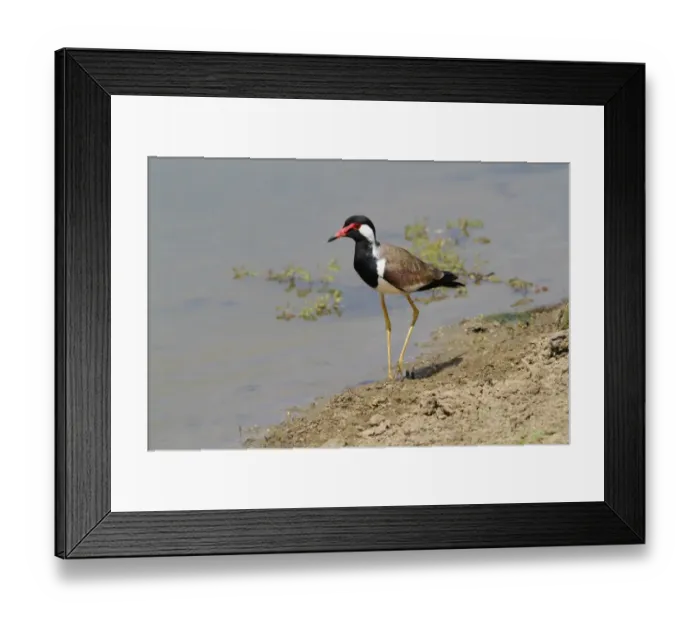 Framed Print : Red-wattled Lapwing (Vanellus indicus) adult, walking on mud at edge of lake, Bundala N. P. Sri Lanka, February Framed Print : Red-wattled Lapwing (Vanellus indicus) adult, walking on mud at edge of lake, Bundala N. P. Sri Lanka, February