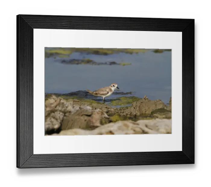 Framed Print : Greater Sand Plover (Charadrius leschenaultii) adult, non-breeding plumage, walking in shallow water, Yala N. P Framed Print : Greater Sand Plover (Charadrius leschenaultii) adult, non-breeding plumage, walking in shallow water, Yala N. P
