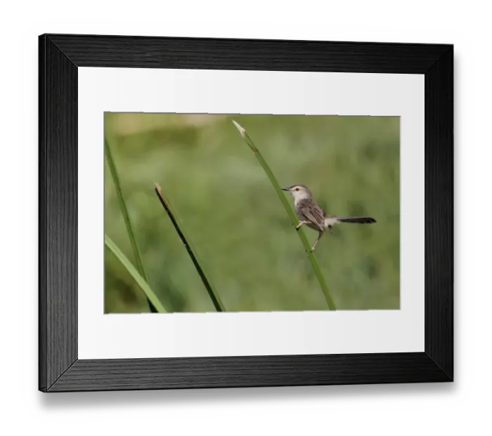 Framed Print : Plain Prinia (Prinia inornata insularis) endemic race, adult male, with tail cocked, perched on leaf, Udalawawe Framed Print : Plain Prinia (Prinia inornata insularis) endemic race, adult male, with tail cocked, perched on leaf, Udalawawe