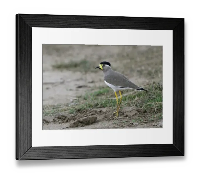 Framed Print : Yellow-wattled Lapwing (Vanellus malabaricus) adult, standing on bare ground, Yala N. P. Sri Lanka, January Framed Print : Yellow-wattled Lapwing (Vanellus malabaricus) adult, standing on bare ground, Yala N. P. Sri Lanka, January