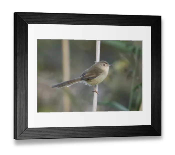 Framed Print : Plain Prinia (Prinia inornata extensicauda) adult, perched on reed stem, Hong Kong, China, November Framed Print : Plain Prinia (Prinia inornata extensicauda) adult, perched on reed stem, Hong Kong, China, November