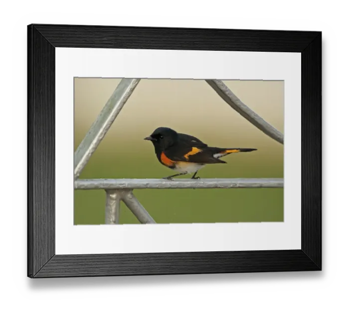 Framed Print : American Redstart (Setophaga ruticilla) adult male, perched on garden gate, Linstead, Jamaica, December Framed Print : American Redstart (Setophaga ruticilla) adult male, perched on garden gate, Linstead, Jamaica, December