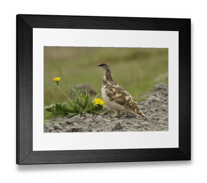 Framed Print : Rock Ptarmigan (Lagopus muta) adult male, transitional plumage, standing on gravel, Northern Iceland, June Framed Print : Rock Ptarmigan (Lagopus muta) adult male, transitional plumage, standing on gravel, Northern Iceland, June