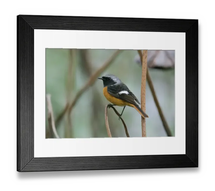 Framed Print : Daurian Redstart (Phoenicurus auroreus) adult male, perched on lotus stem, Hong Kong, China, November Framed Print : Daurian Redstart (Phoenicurus auroreus) adult male, perched on lotus stem, Hong Kong, China, November