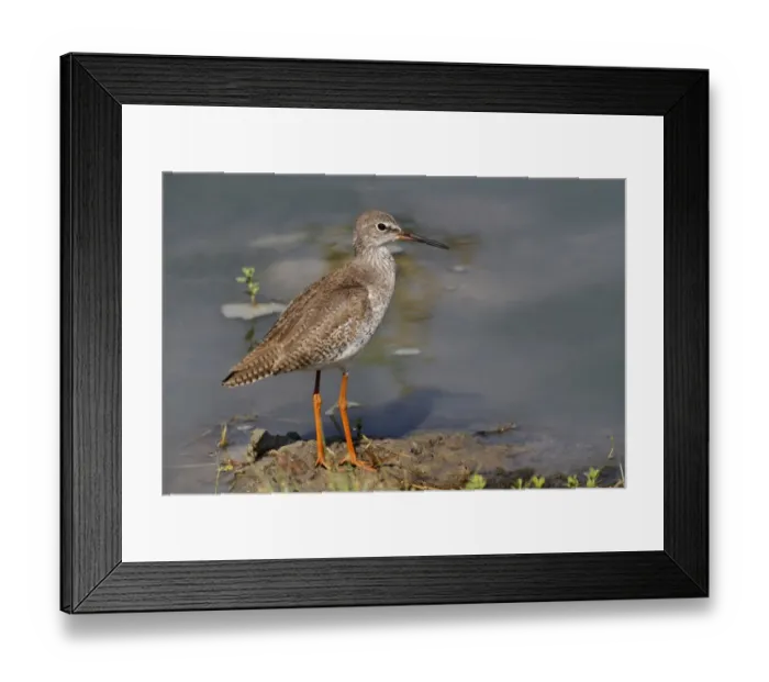 Framed Print : Common Redshank (Tringa totanus) adult, non-breeding plumage, standing on mud at edge of water, Bundala N. P Framed Print : Common Redshank (Tringa totanus) adult, non-breeding plumage, standing on mud at edge of water, Bundala N. P