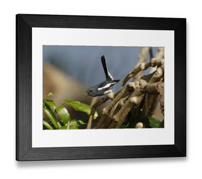 Framed Print : Oriental Magpie-robin (Copsychus saularis erimelas) adult female, with tail cocked, calling, in aggressive posture Framed Print : Oriental Magpie-robin (Copsychus saularis erimelas) adult female, with tail cocked, calling, in aggressive posture