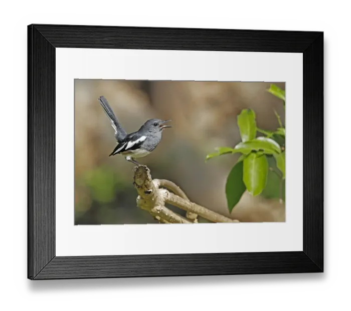 Framed Print : Oriental Magpie-robin (Copsychus saularis erimelas) adult female, with tail cocked, calling, Polonnaruwa, Sri Lanka Framed Print : Oriental Magpie-robin (Copsychus saularis erimelas) adult female, with tail cocked, calling, Polonnaruwa, Sri Lanka