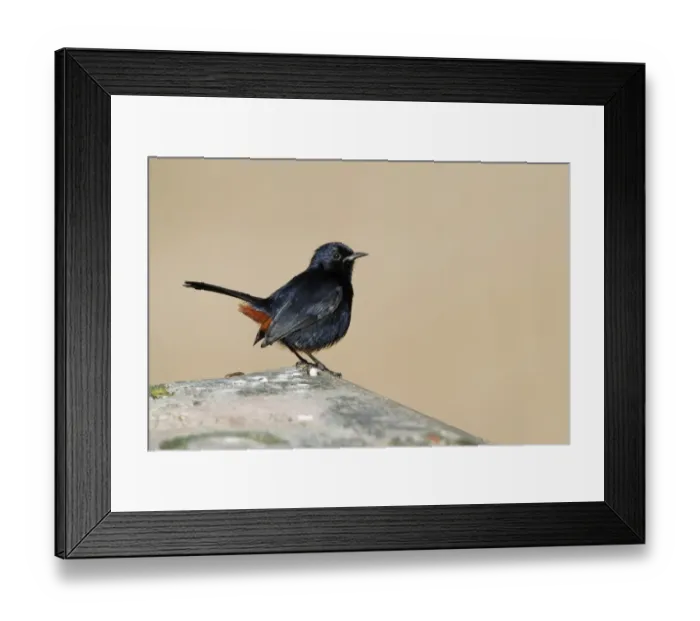Framed Print : Indian Robin (Saxicoloides fulicata leucoptera) adult male, perched on wall, Bundala N. P, Sri Lanka, February Framed Print : Indian Robin (Saxicoloides fulicata leucoptera) adult male, perched on wall, Bundala N. P, Sri Lanka, February