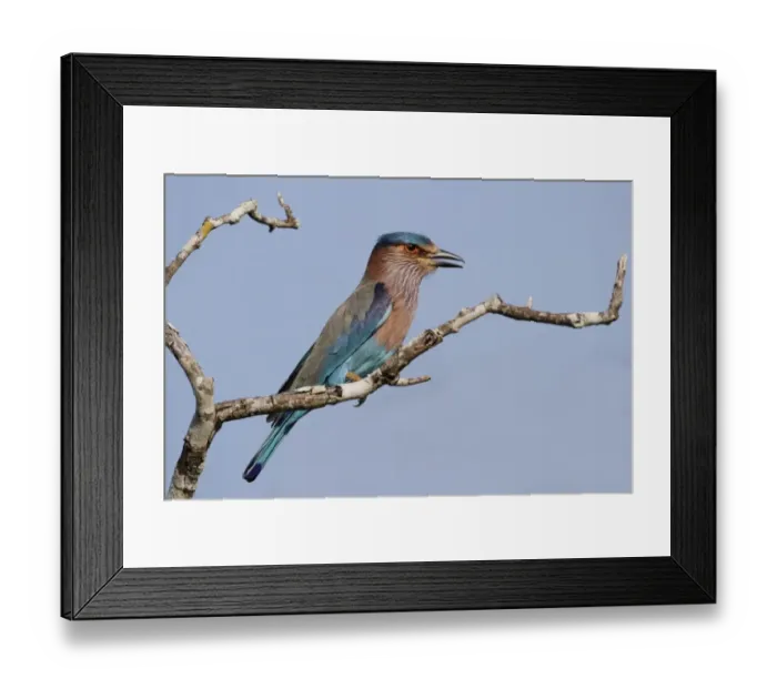 Framed Print : Indian Roller (Coracias benghalensis) adult, perched on branch, Yala N. P. Sri Lanka, February