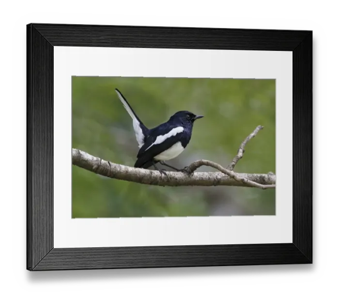 Framed Print : Oriental Magpie-robin (Copsychus saularis erimelas) adult male, with tail cocked, perched on branch, Polonnaruwa Framed Print : Oriental Magpie-robin (Copsychus saularis erimelas) adult male, with tail cocked, perched on branch, Polonnaruwa