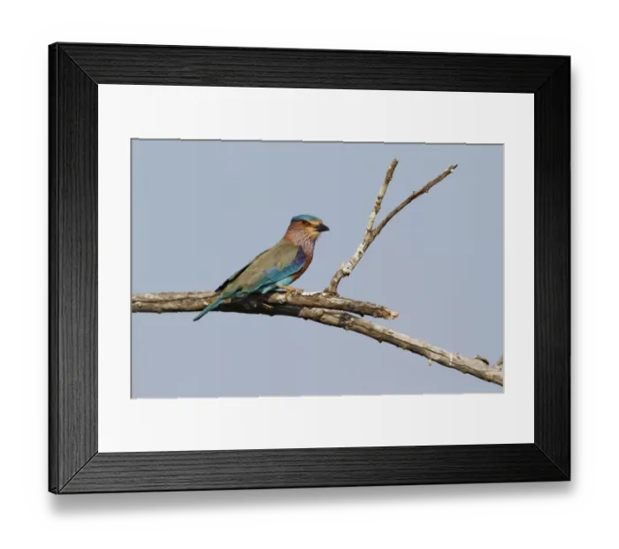Framed Print : Indian Roller (Coracias benghalensis) adult, perched on branch, Yala N. P. Sri Lanka, February