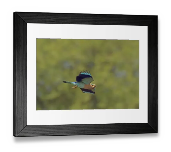 Framed Print : Indian Roller (Coracias benghalensis) adult, in flight, India, February Framed Print : Indian Roller (Coracias benghalensis) adult, in flight, India, February