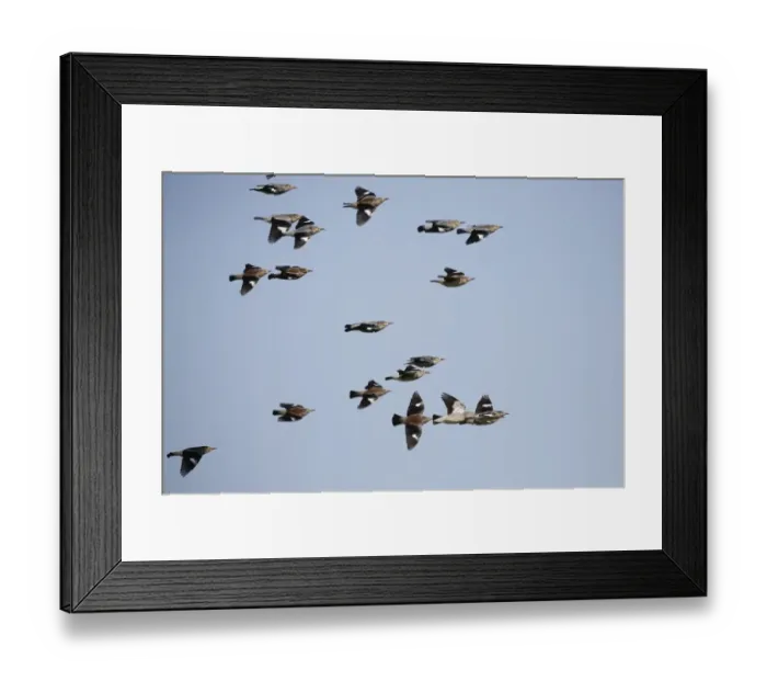 Framed Print : Red-billed Starling (Sturnus sericeus) flock, in flight, Mai Po Access Road, New Territories, Hong Kong, China Framed Print : Red-billed Starling (Sturnus sericeus) flock, in flight, Mai Po Access Road, New Territories, Hong Kong, China