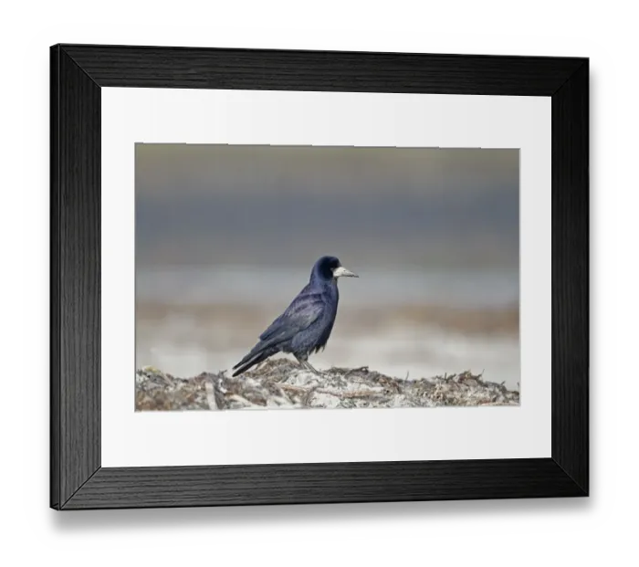 Framed Print : Rook (Corvus frugilegus) adult, foraging on beach, Belfast Lough, County Antrim, Northern Ireland, February Framed Print : Rook (Corvus frugilegus) adult, foraging on beach, Belfast Lough, County Antrim, Northern Ireland, February