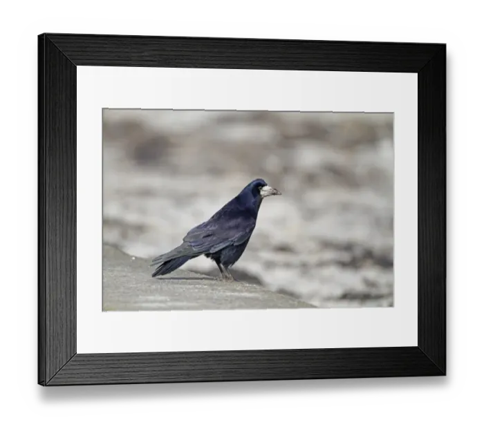 Framed Print : Rook (Corvus frugilegus) adult, standing on beach wall, Belfast Lough, County Antrim, Northern Ireland, February Framed Print : Rook (Corvus frugilegus) adult, standing on beach wall, Belfast Lough, County Antrim, Northern Ireland, February