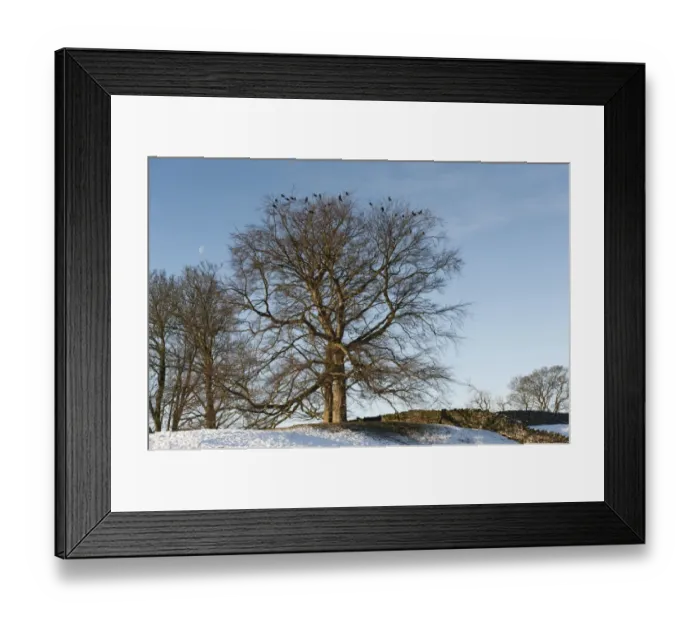 Framed Print : Rook (Corvus frugilegus) flock, roosting on bare trees in snow, North Yorkshire, England, December Framed Print : Rook (Corvus frugilegus) flock, roosting on bare trees in snow, North Yorkshire, England, December