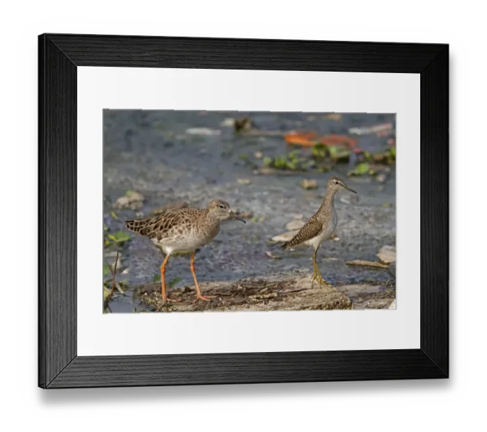 Framed Print : Ruff (Philomachus pugnax) adult female, and Wood Sandpiper (Tringa glareola) juvenile Framed Print : Ruff (Philomachus pugnax) adult female, and Wood Sandpiper (Tringa glareola) juvenile