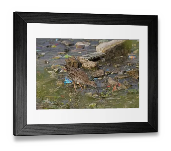Framed Print : Ruff (Philomachus pugnax) adult female, feeding in shallow water amongst rubbish, India, February Framed Print : Ruff (Philomachus pugnax) adult female, feeding in shallow water amongst rubbish, India, February