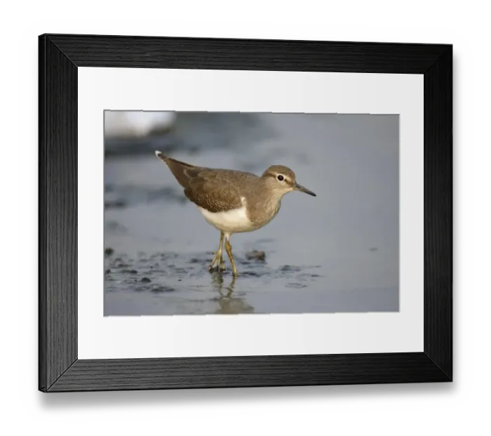 Framed Print : Common Sandpiper (Actitis hypoleucos) juvenile, walking in shallow water, Hong Kong, China, October