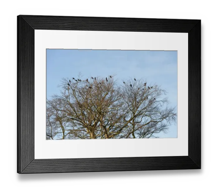 Framed Print : Rook (Corvus frugilegus) flock, roosting on bare trees, North Yorkshire, England, December Framed Print : Rook (Corvus frugilegus) flock, roosting on bare trees, North Yorkshire, England, December