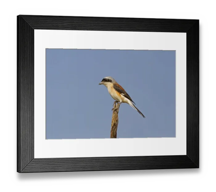 Framed Print : Atoll Shearwater (Puffinus bailloni dichrous) name reflects current taxonomic thinking on species limits within Framed Print : Atoll Shearwater (Puffinus bailloni dichrous) name reflects current taxonomic thinking on species limits within