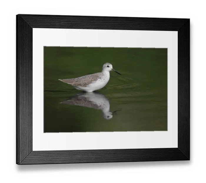 Framed Print : Marsh Sandpiper (Tringa stagnatilis) adult, non-breeding plumage, wading in water with reflection, Hong Kong, China Framed Print : Marsh Sandpiper (Tringa stagnatilis) adult, non-breeding plumage, wading in water with reflection, Hong Kong, China