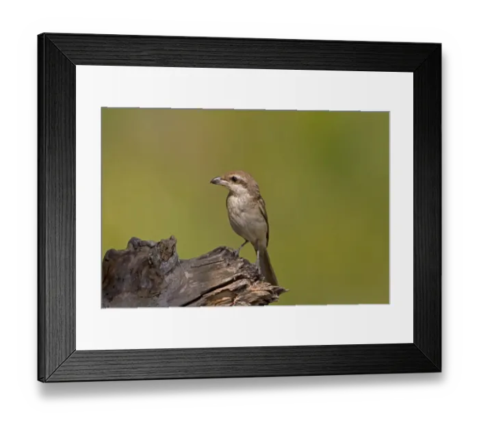 Framed Print : Brown Shrike (Lanius cristatus) adult, perched on log, Sundarbans, Ganges Delta, West Bengal, India, March Framed Print : Brown Shrike (Lanius cristatus) adult, perched on log, Sundarbans, Ganges Delta, West Bengal, India, March