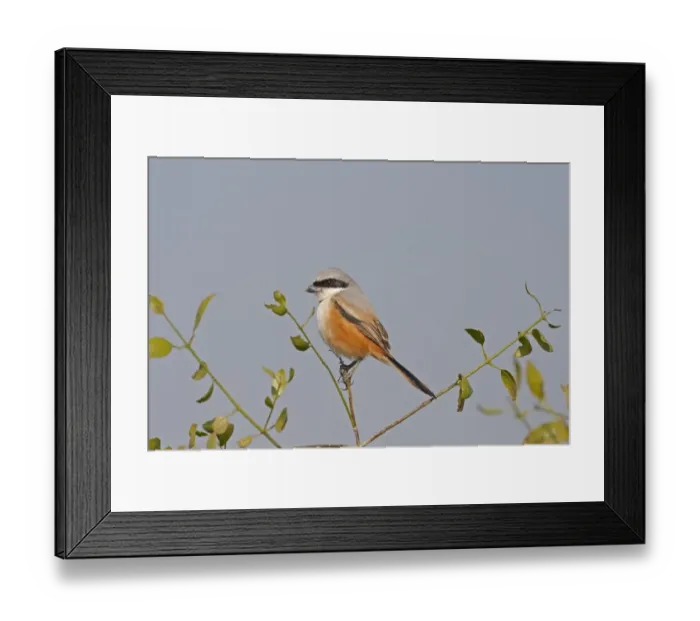 Framed Print : Long-tailed Shrike (Lanius schach) adult, perched on twig, Keoladeo Ghana N. P. (Bharatpur), Rajasthan, India, February Framed Print : Long-tailed Shrike (Lanius schach) adult, perched on twig, Keoladeo Ghana N. P. (Bharatpur), Rajasthan, India, February