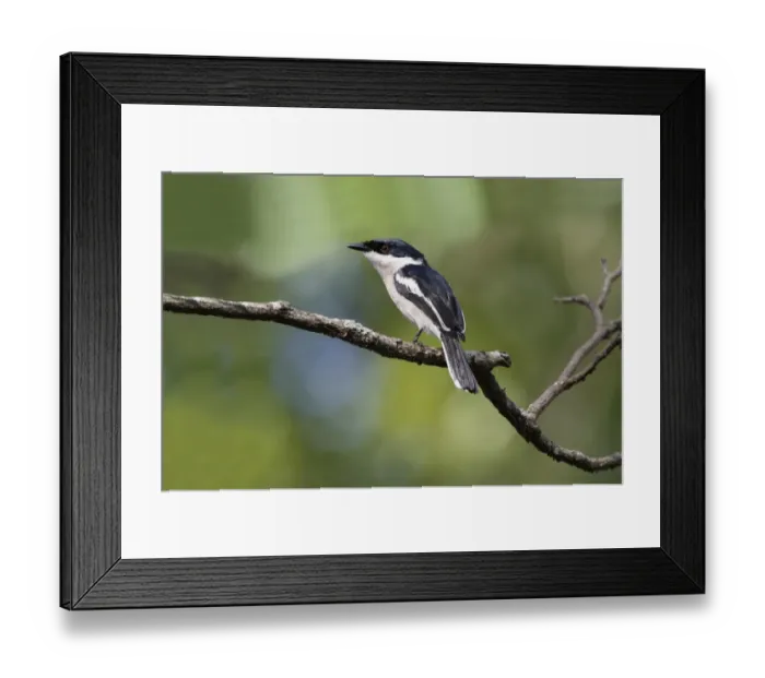 Framed Print : Bar-winged Flycatcher-shrike (Hemipus picatus leggei) Ceylon Pied Shrike endemic race, adult, perched on twig Framed Print : Bar-winged Flycatcher-shrike (Hemipus picatus leggei) Ceylon Pied Shrike endemic race, adult, perched on twig