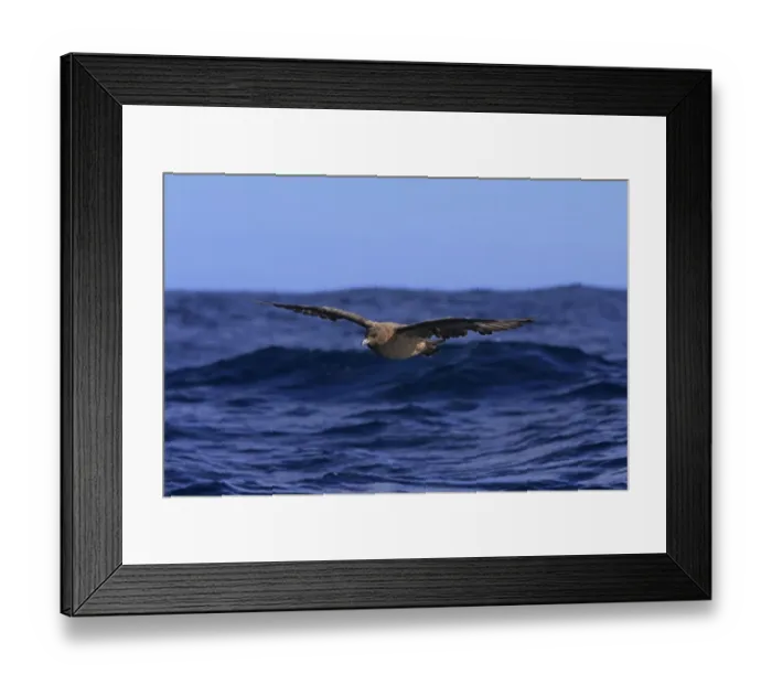 Framed Print : Subantarctic Skua (Stercorarius lonnbergi) adult, in flight low over sea, Cape of Good Hope, Western Cape Framed Print : Subantarctic Skua (Stercorarius lonnbergi) adult, in flight low over sea, Cape of Good Hope, Western Cape