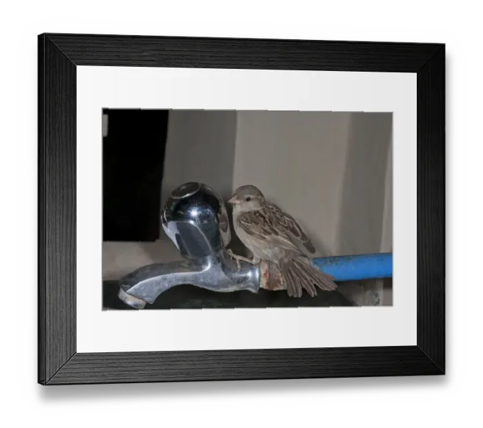 Framed Print : House Sparrow (Passer domesticus) adult female, attacking reflection in metal tap, Sundarbans, Ganges Delta Framed Print : House Sparrow (Passer domesticus) adult female, attacking reflection in metal tap, Sundarbans, Ganges Delta