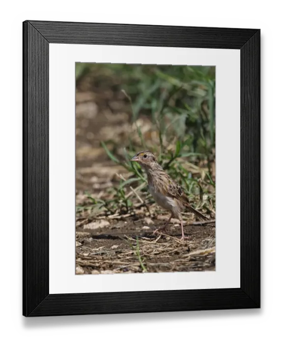 Framed Print : Grasshopper Sparrow (Ammodramus savannarum savannarum) adult female, in alert posture, standing on ground, Manchester Framed Print : Grasshopper Sparrow (Ammodramus savannarum savannarum) adult female, in alert posture, standing on ground, Manchester