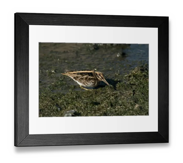 Framed Print : Jack Snipe (Lymnocryptes minimus) adult, feeding on wetland, Merseyside, England, October Framed Print : Jack Snipe (Lymnocryptes minimus) adult, feeding on wetland, Merseyside, England, October