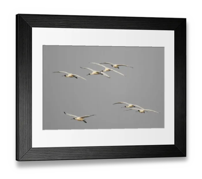 Framed Print : Black-faced Spoonbill (Platalea minor) flock, in flight, landing at night roost site, Mai Po Marshes Reserve Framed Print : Black-faced Spoonbill (Platalea minor) flock, in flight, landing at night roost site, Mai Po Marshes Reserve