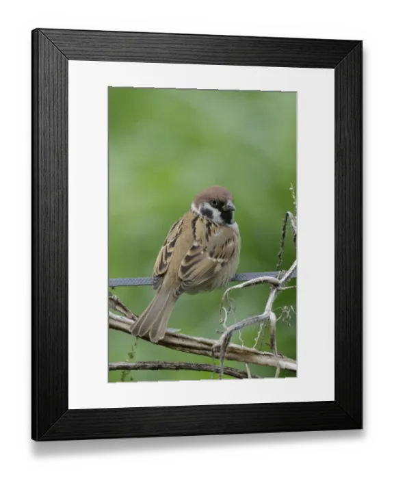 Framed Print : Eurasian Tree Sparrow (Passer montanus) adult, perched, Long Valley, New Territories, Hong Kong, China, November Framed Print : Eurasian Tree Sparrow (Passer montanus) adult, perched, Long Valley, New Territories, Hong Kong, China, November
