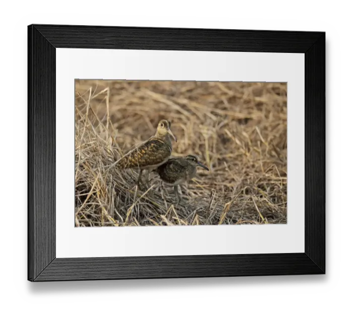 Framed Print : Greater Painted-snipe (Rostratula benghalensis) adult male and juvenile, standing together, Mai Po, New Territories Framed Print : Greater Painted-snipe (Rostratula benghalensis) adult male and juvenile, standing together, Mai Po, New Territories