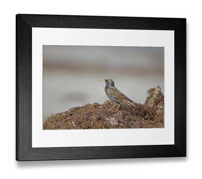 Framed Print : Common Starling (Sturnus vulgaris) adult female, breeding plumage, foraging on beach strandline, Belfast Lough Framed Print : Common Starling (Sturnus vulgaris) adult female, breeding plumage, foraging on beach strandline, Belfast Lough